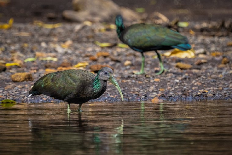 151 Sarapiqui, groene ibis.jpg
